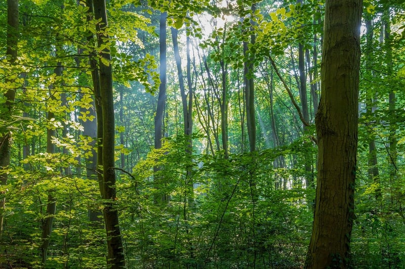 Enigmatic Forest